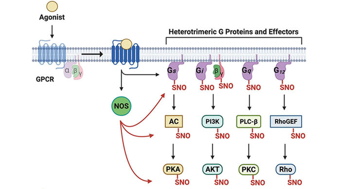 S-Nitrosylation of GPCR Regulatory Machinery as a Mechanism to Bias Signaling