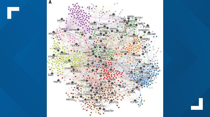 New autism protein map offers path toward targeted treatments