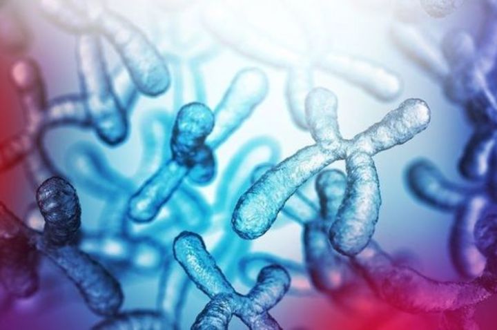Harringtonchromosomes2