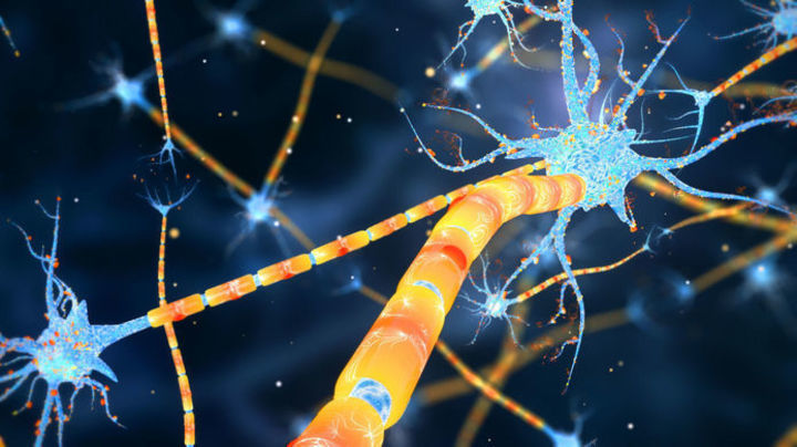 Harringtonneuronalactivityblueandorange
